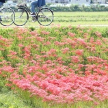 『2025年秋シーズンのレンタサイクルのご予約開始』の画像