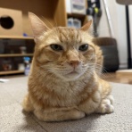 ねころぐ ～にゃんだかんだ幸せ猫多頭飼いの日々～