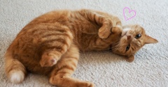 義妹家のワンコと我が家の甘え猫♪