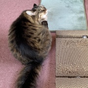 【猫写真】リアル猫ぬいぐるみと対面したマロちゃん