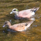 泳ぐアメリカヒドリを見つけて