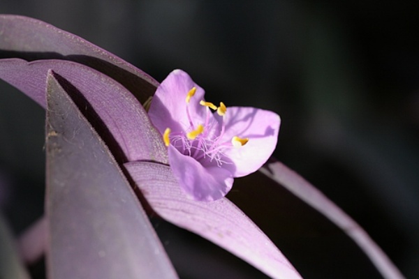 道草 ツユクサ科