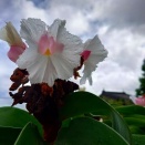 副神草　グロリオサ　モミジアオイ