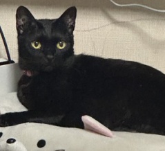 インタビュー猫