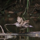 『投稿：BORG89EDによるオシドリ・ブッポウソウ【追記】日暈　2021/09/13』の画像