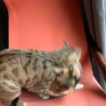 弱肉強食ならぬ弱猫強猫