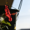 思い出のハイビスカス、とウォレス線の向こう、カメの島へ！その31。素晴らしい南国の花♪その1。