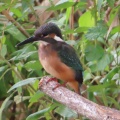 小魚を捕ったカワセミを撮る🐦‍⬛📸（多々良沼公園）