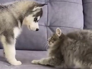 「なんてコミュ力の高い子犬だ…」警戒する子猫との距離の縮め方がすごく上手