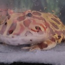 【観覧注意】ツノガエルが亡くなりました・・・