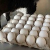 ハワイで生卵が食べられる！OKポートリーのTKGエッグを買いにワイマナロへ【ハワイグルメ】