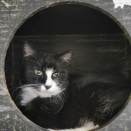 チーちゃんのパトロール🦺