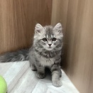 今日のにゃんこ