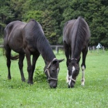 『微笑ましい』の画像