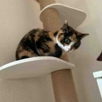 ベンガル猫BenelliとアビシニアンBenjaminと三毛猫Calicoと家族の記録