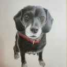 【色鉛筆】黒い犬完成