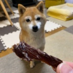 豆柴ぽんと北海道