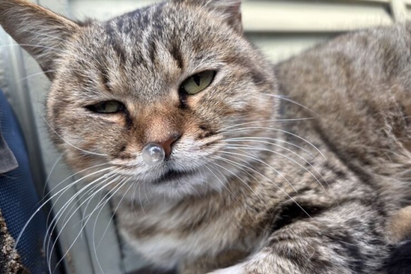 Dog＆Cafe Noir(ノアール) | 三重県志摩市 - しまねこプロジェクト