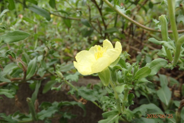 花 を ひ ろ う 帰化植物