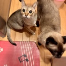 ぼく達お留守番してたのにゃ！