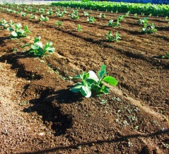 海外「天才的なアイディアだ！」日本で発明された野菜の苗植えの効率を劇的に向上させるペーパーポットに対する海外の反応