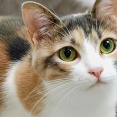 【衝撃】猫、寿命が倍になる新薬が年内実用化へ