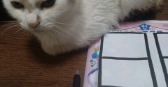 実物のﾈｺﾁｬﾝたちセカンド278