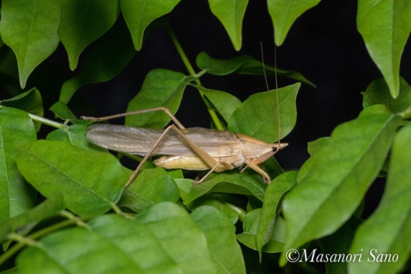 耳鳴り オケラ クビキリギス へんぽらいの祭り談義