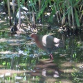 逆光‼️つがいのヒクイナを撮る🐦🐦（多々良沼公園）