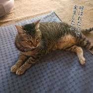 べんぴべんぴべんぴ！と、大人っぽい貝つくりました。