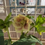 のばらのガーデニングブログ　Hana and Rose Garden+