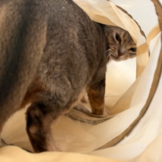 おうちごはんとおかしとねこ