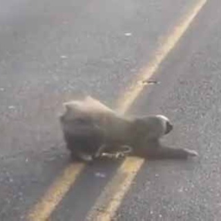 猫の動画 ねこわん！