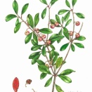 モッコク／サカキ科