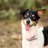 『犬との間に上下の関係を持ち出すのは過去の遺物、ただ今でも多くの人に信じられている都市伝説かも』の画像
