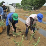 『次々に収穫っ！』の画像