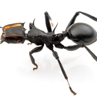 ありんこ日記　AntRoom