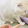 Megさんのお当番日記『たまにはアンニュイ』。
