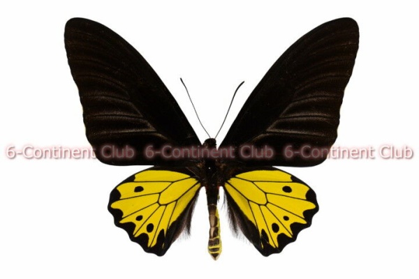 コルシカキアゲハ コルシカキアゲハ