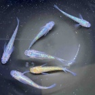 『メダカ•金魚入荷情報！』の画像