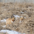 キツネの夫婦