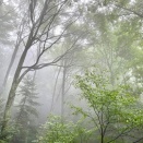 幻想的な高尾山