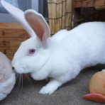 兎鳥庵（うさぎさんの里親募集）