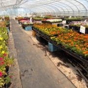 恵庭市のやしき花園さんで買った格安の花の苗