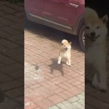『うれしいと跳ねるように歩く柴犬がかわいい』の画像