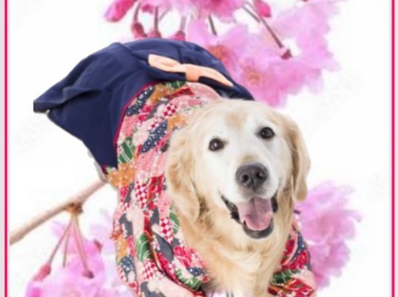 小桜ちゃん虹の橋へ🌈🌈✨