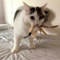 我が家の破壊王たち