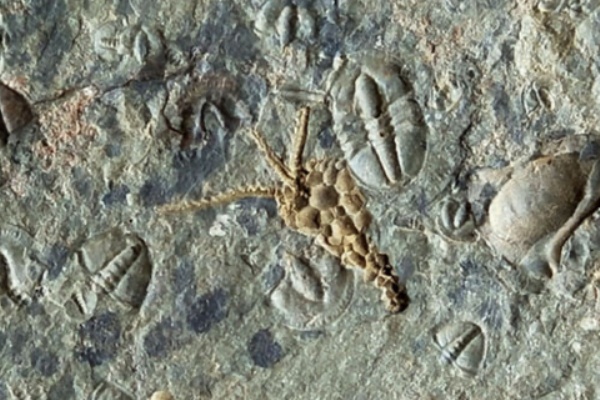 三葉虫　化石　Malungia No.129 No.137 Redlichia mansuyi : 三葉虫の世界