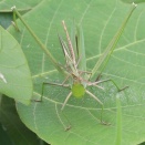 君はオンブバッタか？？　ショウリョウバッタ