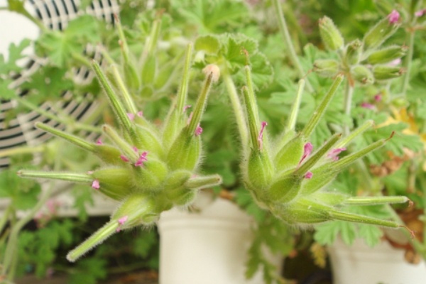 Kochan S ベランダ菜園blog マンションガーデニング 家庭菜園 仙台グルメ キャンペーン情報等 カピタツムゼラニウム